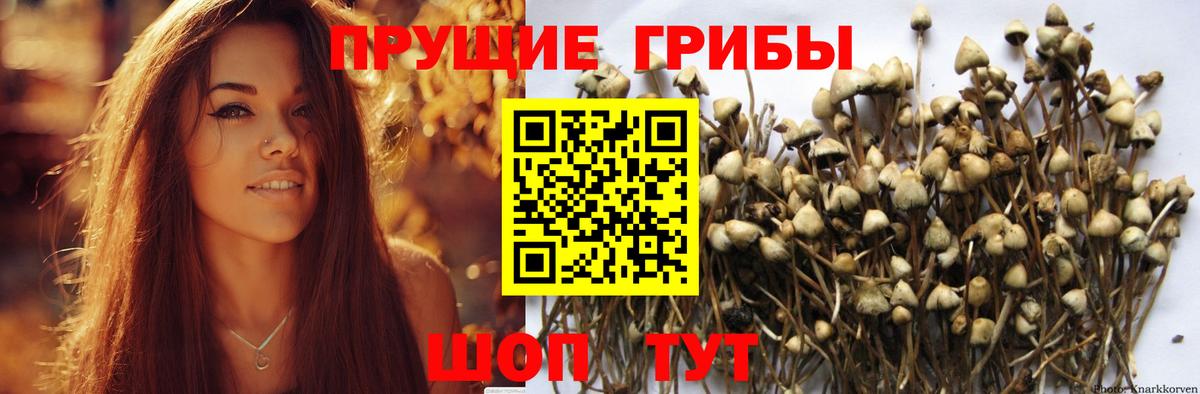 Псилоцибиновые грибы GOLDEN TEACHER Находка
